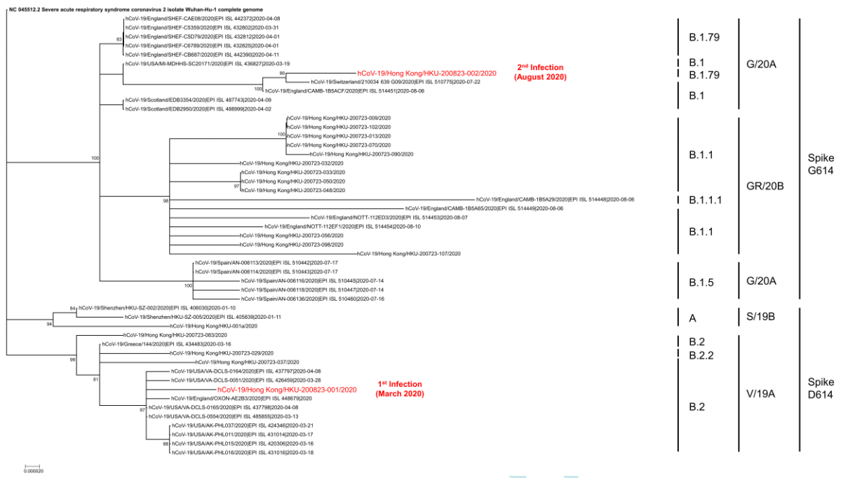 Phylogenetische Darstellung der Verglichenen Sequenzen (KKW To, et al; 2020)