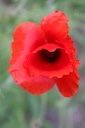 Blüte einer Mohnblume