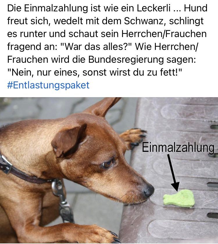 Meme: Hund schaut auf Leckerli wie der brave Deutsche auf popelige Einmalzahlung. 