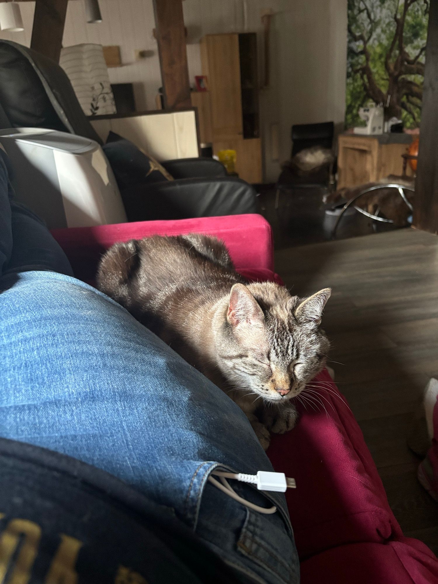 "Mama" liegt auf dem roten Sofa neben mir an mein Bein gekuschelt. In meiner Jeanstasche steckt ein weißes USB Ladekabel und schaut raus.
